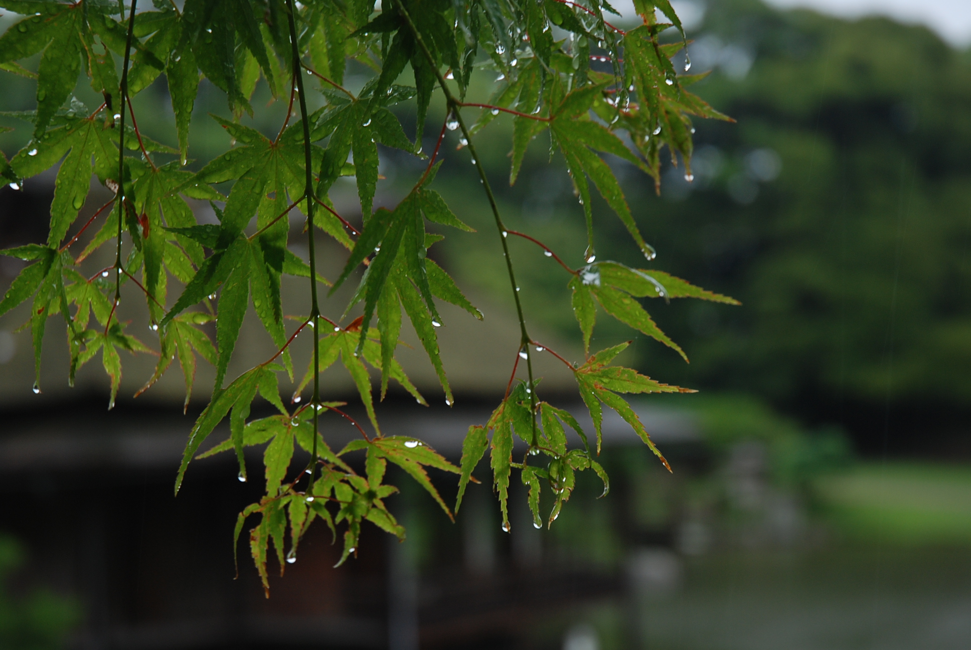 成语玩命猜一朵云下雨_茶杯上一朵云下雨图片(3)