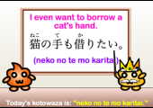 neko no te